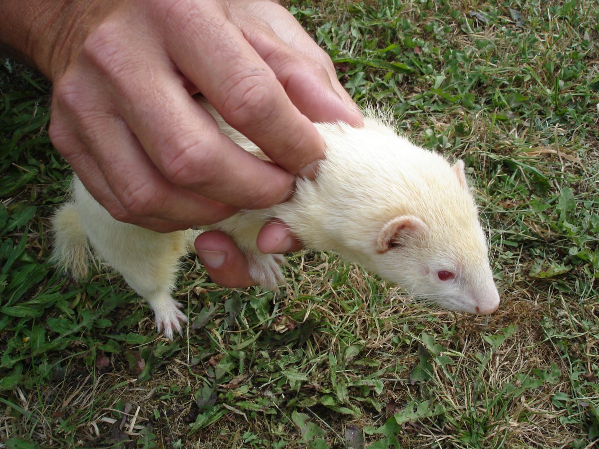 Séance d’ostéopathie animale pratiquée sur un furet