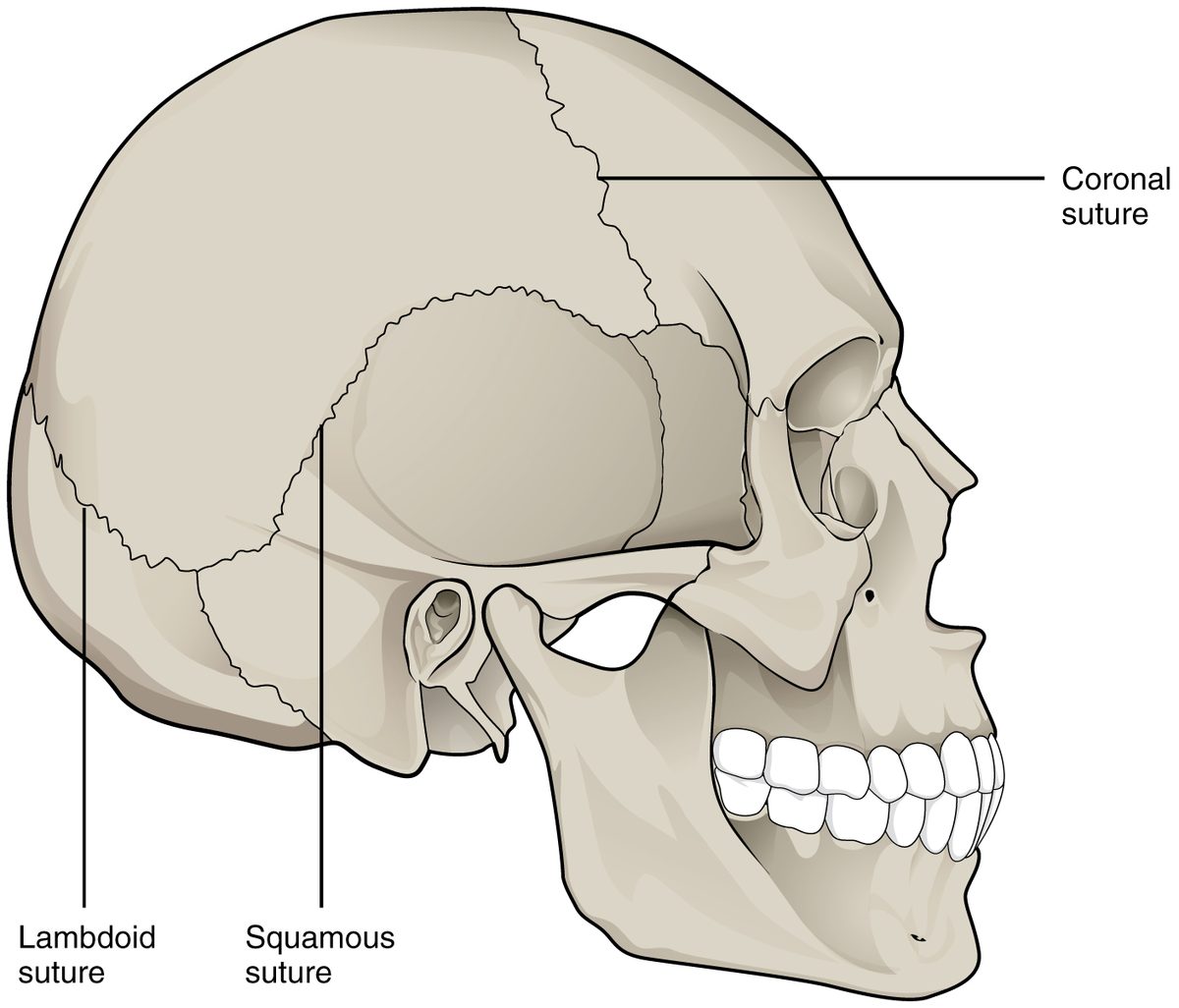 Planche anatomique d’un crâne humain vu de profil, les sutures coronale, squameuse et lambdoïde repérées par des légendes.